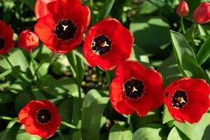 dichtbij omhoog Aan rood tulpen, tulipa foto