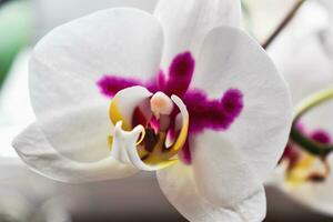 orchidee bloem in interieur, phalaenopsis foto