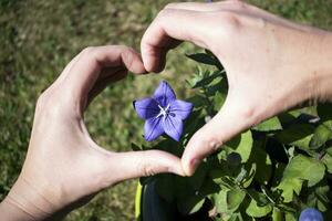 platycodon grandiflorus bloem liefde concept met hart hand- gebaar foto