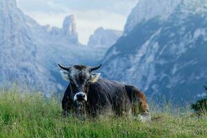 koe in de Italiaans Alpen in de dolomieten gedurende zonsondergang met bergen in de achtergrond. foto