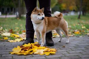 shiba inu wandelingen met zijn eigenaar in de park in herfst foto