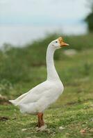 wit gans in de boerderij. foto