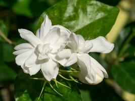 wit van jasmijn bloem. foto