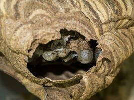 papier wesp nest met eieren binnen foto