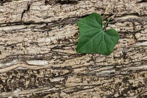 groen blad Aan hout achtergrond. foto