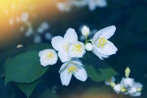 witte jasmijn de tak delicate lentebloemen foto