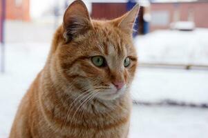 portret van een rood kat met groen ogen. foto