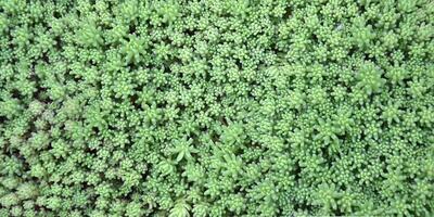 sedum. muurpeper. mooi kruiden abstract achtergrond van natuur. foto