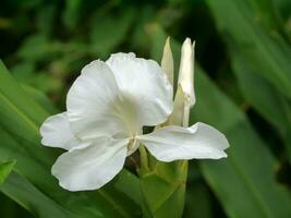 hedychium coronarium fabriek foto