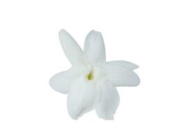 wit van jasmijn bloem. foto