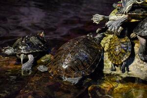 kolonie van schildpadden Aan steen, reptiel schildpadden foto