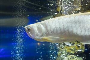 osteoglossum bicirrhosum zilver arowana, osteoglossum bicirrhosum foto