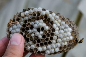 horzel nest onder de dak van de schuur. polist wespen nest foto