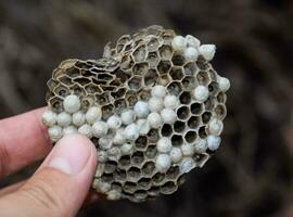 horzel nest onder de dak van de schuur. polist wespen nest foto