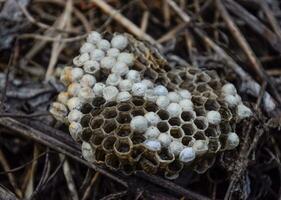 horzel nest onder de dak van de schuur. polist wespen nest foto