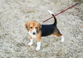 puppy hond Aan een riem. hond wandelen Aan een riem. foto