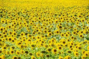 veld- van bloeiend zonnebloemen. bloeiend zonnebloemen in de veld. zonnebloem veld- Aan een zonnig dag. foto