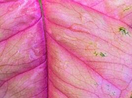 frisheid roze kleur op blad van syngonium podophyllum foto