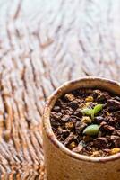 knop blad van klein sappig fabriek groeit Aan de lateriet graf foto