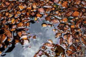 gehakt kokosnoot schillen doorweekt in water naar bereiden voor gebruik net zo aanplant materiaal foto