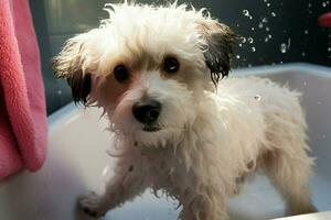 ai gegenereerd bichon frise mengen geniet spa dag, wezen gewassen in huisdier salon foto