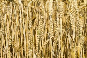 gouden oren van tarwe op het veld foto