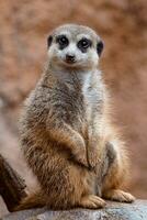 portret van meerkat Aan een steen, suricata suricatta foto