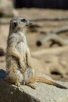 suricata staand Aan een bewaker. nieuwsgierig meerkat foto