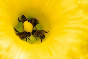 bloem van courgette met bijen. bestuiving van bloemen. foto