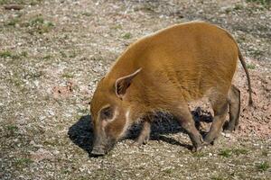 rood rivier- varken, ook bekend net zo de struik varken. foto
