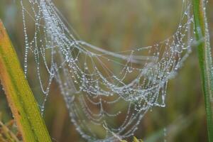 water druppels spin web gedekt met sprankelend dauw druppels. spin web gedekt met vorst rijst- veld. foto