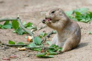 prairie hond, cynomys ludovicianus foto