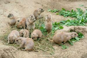 prairie honden zitten en knabbelen de bladeren van twijgen foto