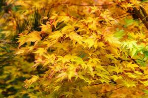 Japans esdoorn- boom in herfst met levendig kleuren foto