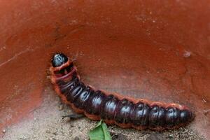 de groot rood rups- geit mot foto