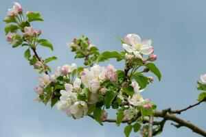 appel bloesems Aan een achtergrond van blauw lucht. voorjaar bloemen. foto