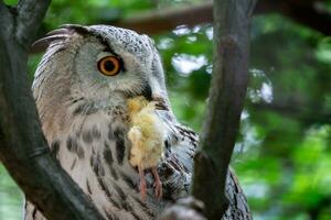 Siberisch adelaar uil met prooi in de bek. bubo bubo sibiricus, de grootste uil in de wereld. foto