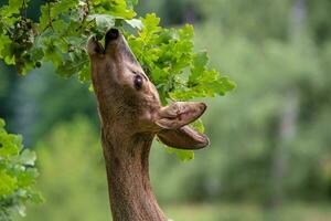 ree hert aan het eten eikels van de boom, capreolus capreolus. wild ree hert in natuur. foto