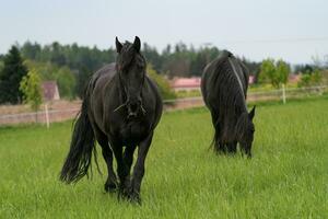 twee zwart Fries paarden staand Aan de weiland foto