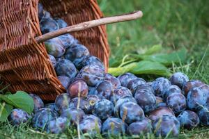 Pruim oogst. pruimen in een rieten mand Aan de gras. oogsten fruit van de tuin foto