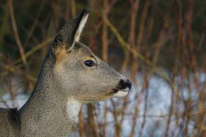 ree hert in Woud, capreolus capreolus. wild ree hert in natuur. foto