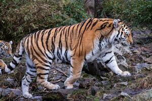 Siberisch tijger met welp, panthera Tigris altaica foto