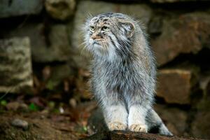 manul of pallas's kat, otocolobus manul, schattig wild kat van Azië. foto