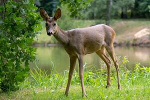 ree hert in Woud, capreolus capreolus. wild ree hert in natuur. foto