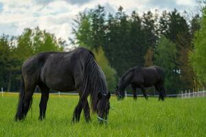 zwart Fries paarden Aan de weiland. Tsjechisch republiek foto