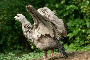 kaap dor gans, cereopsis novahollandiae. foto