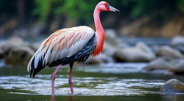 ai gegenereerd roze flamingo Aan de meer, roze flamingo zwemmen Aan de water, detailopname van een mooi roze flamingo foto