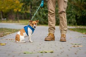 jack Russell voor een wandelen Aan een riem met zijn eigenaar in de park foto