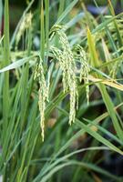 rijst- in veld- voor achtergrond foto