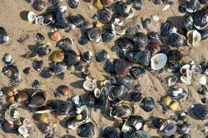 Aziatisch clam resp.corbicula fluminea in Rijn rivier, duitsland foto